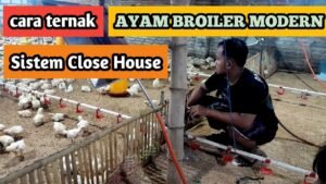 Bangkit dari Keterpurukan, Aminarto Jadi Pengusaha Ayam Broiler Sukses dengan Sistem Close House.